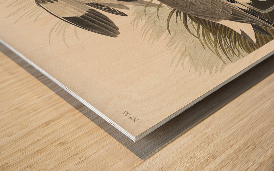 Semipalmated Snipe or Willet Wood print