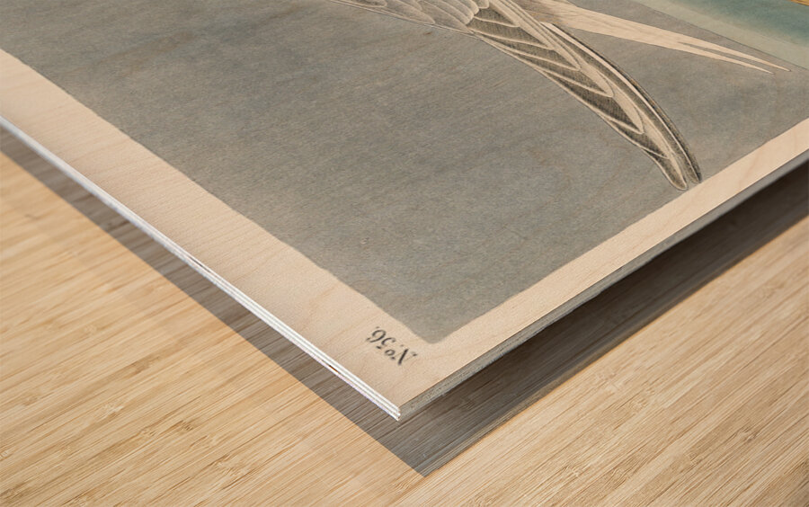 Sandwich Tern Wood print