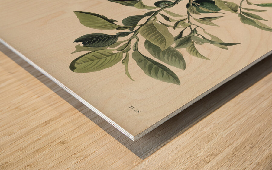 Ground Dove Wood print