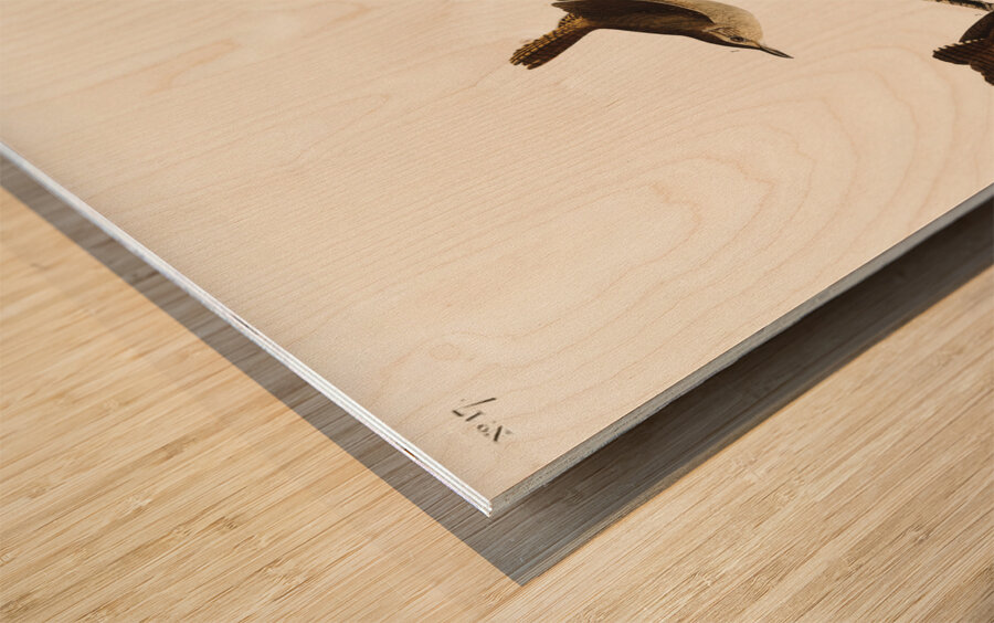 House Wren Wood print