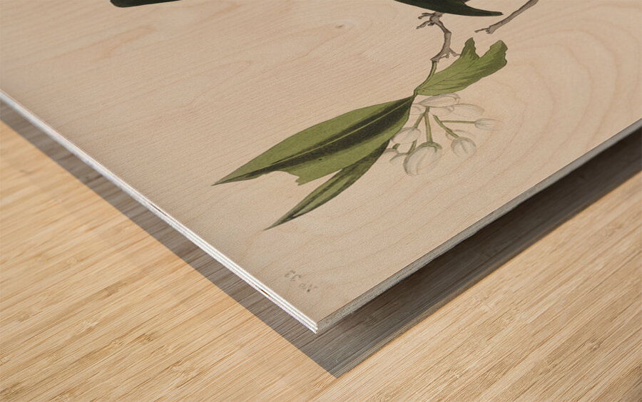 Palm Warbler Wood print