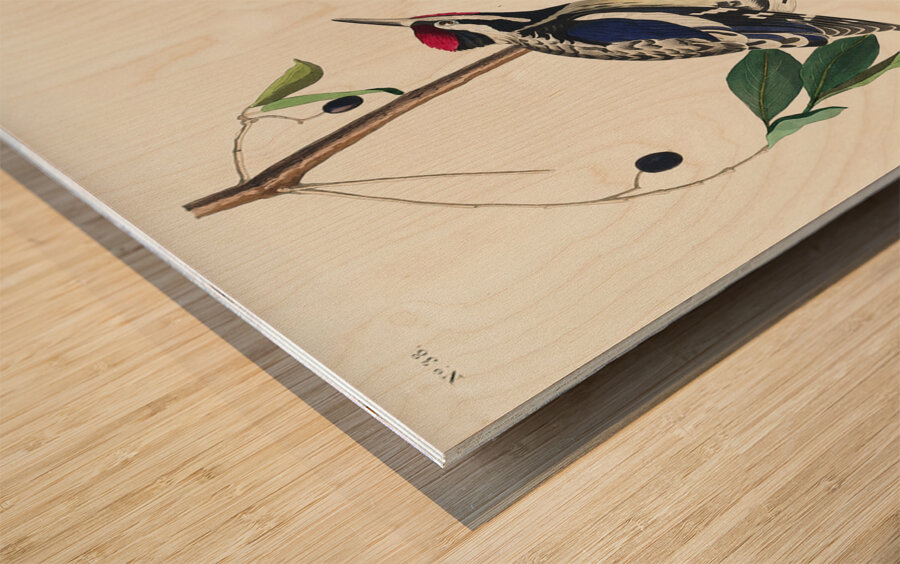 Yellow bellied Woodpecker Wood print