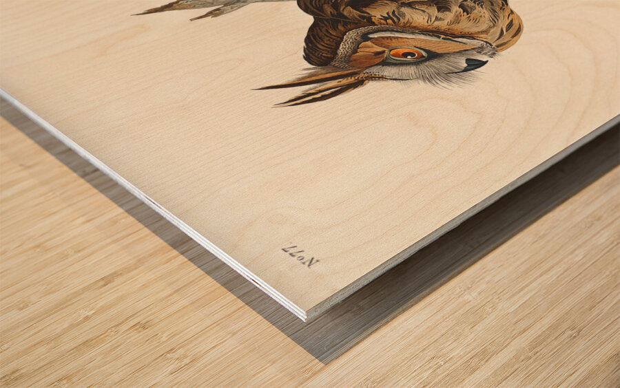 Long-eared Owl Wood print