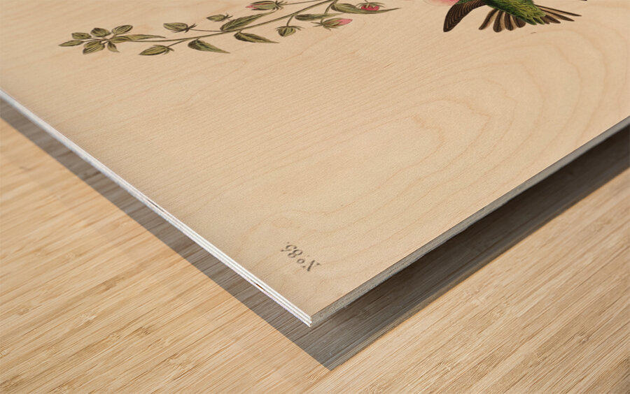 Columbian Humming Bird Wood print