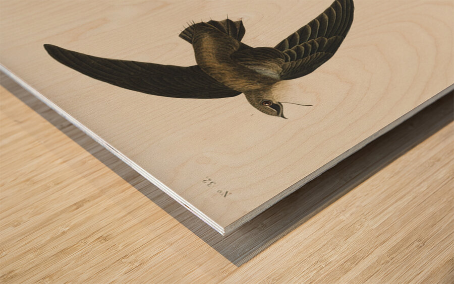 American Swift Wood print