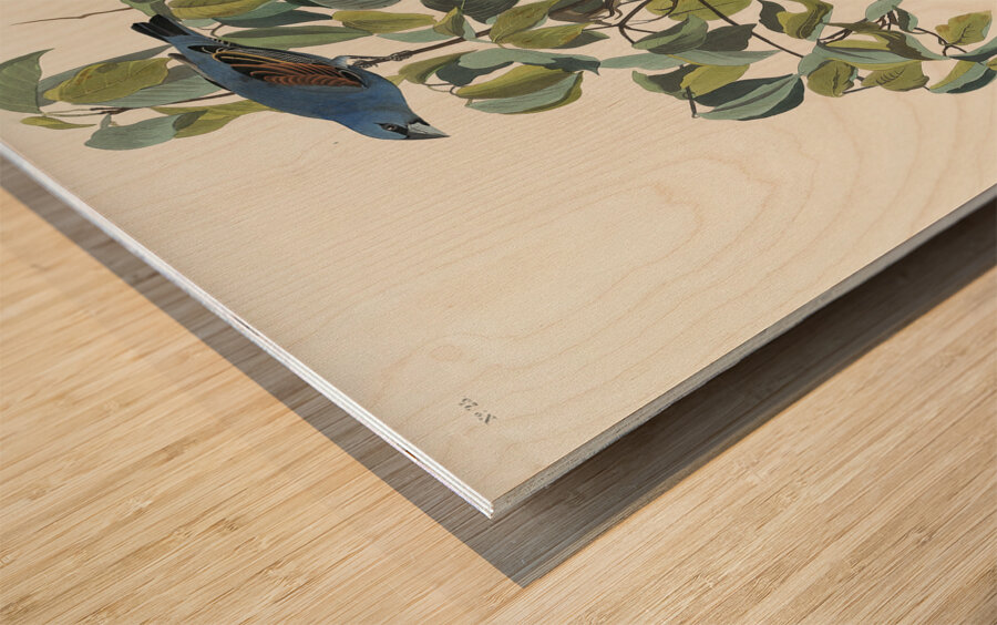 Blue Grosbeak Wood print