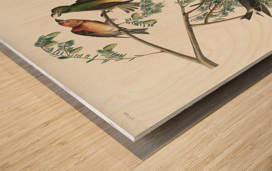 American Crossbill Wood print