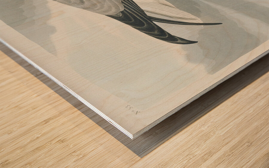 Fulmar Petrel Wood print