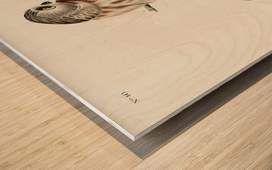 Little Owl Wood print