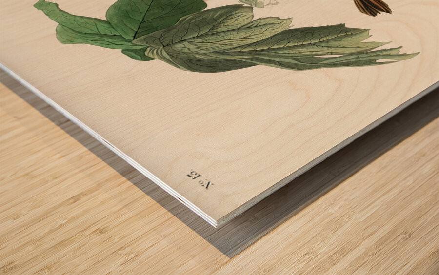 Swamp Sparrow Wood print