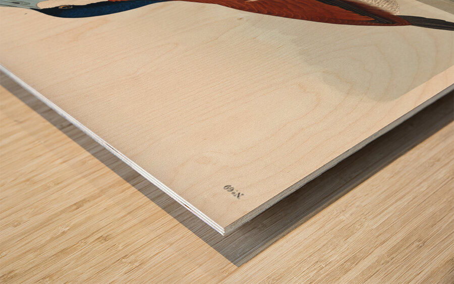 Ruddy Duck Wood print