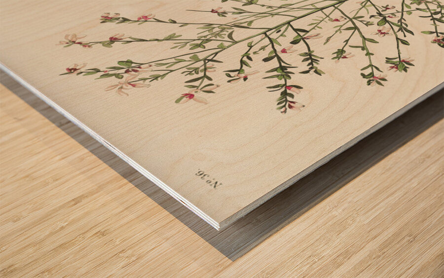 Orange-crowned Warbler Wood print