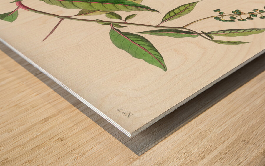 Worm eating Warbler Wood print