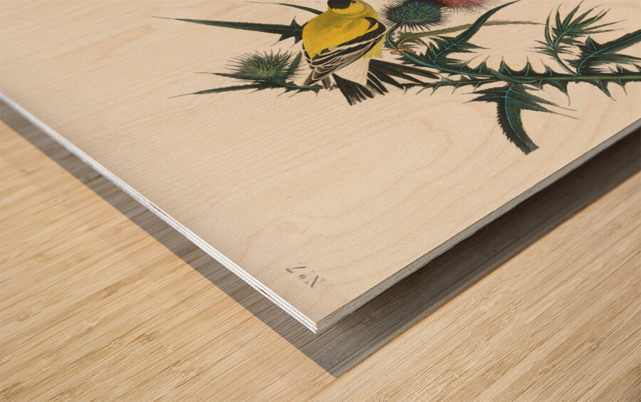 American Goldfinch Wood print