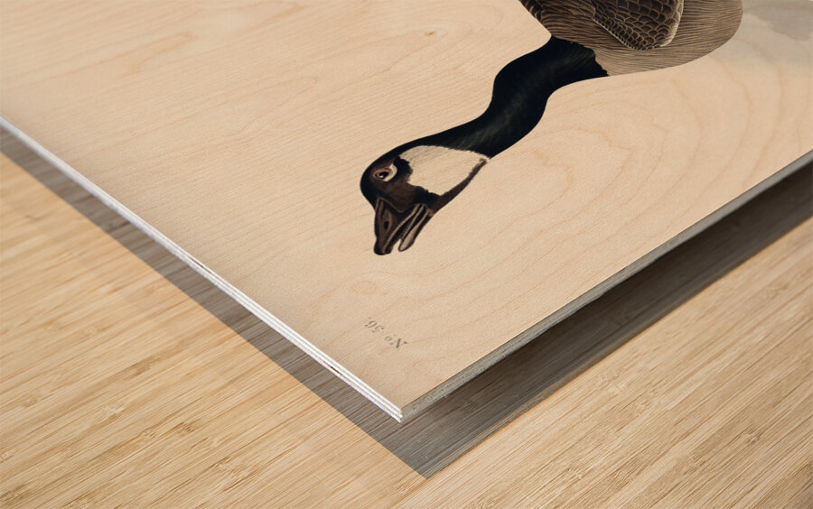 Hutchinss Barnacle Goose Wood print
