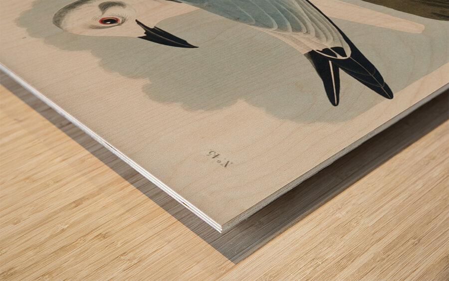 Kittiwake Gull Wood print