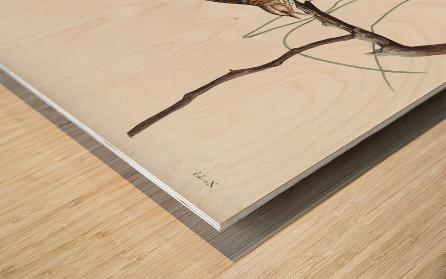 Savannah Finch Wood print