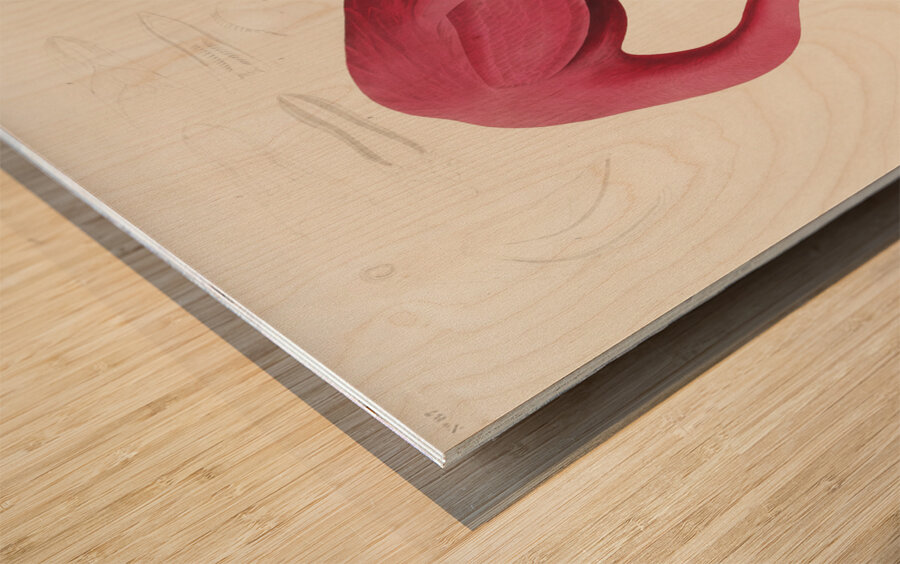 Pink flamingo Wood print