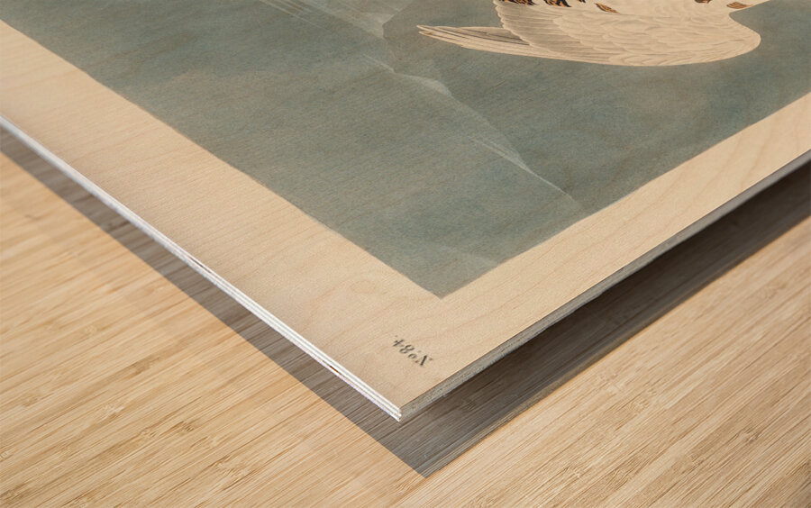 American Ptarmigan and White-tailed Grous Wood print