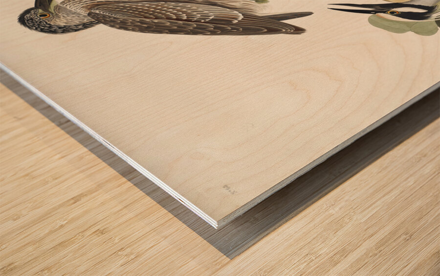 Yellow-Crowned Heron Wood print