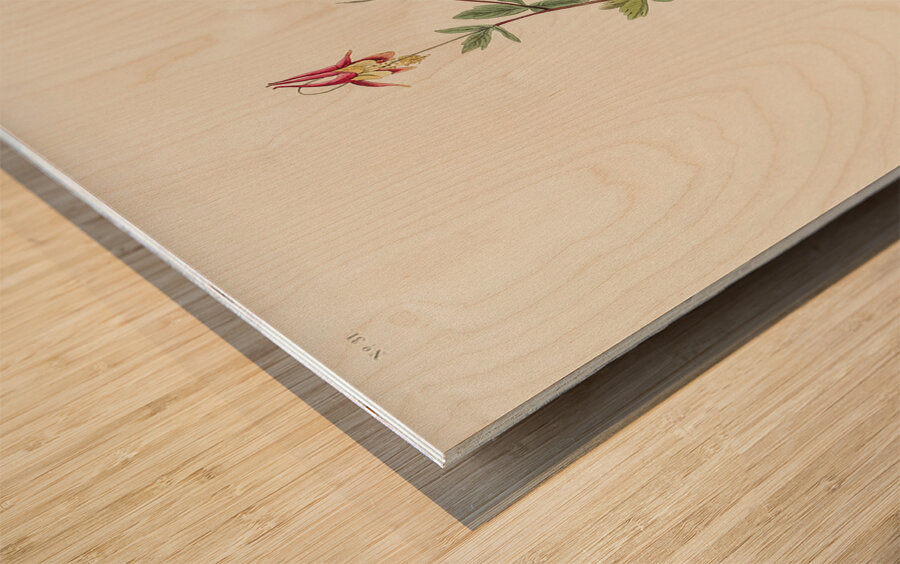 Black-throated Blue Warbler Wood print