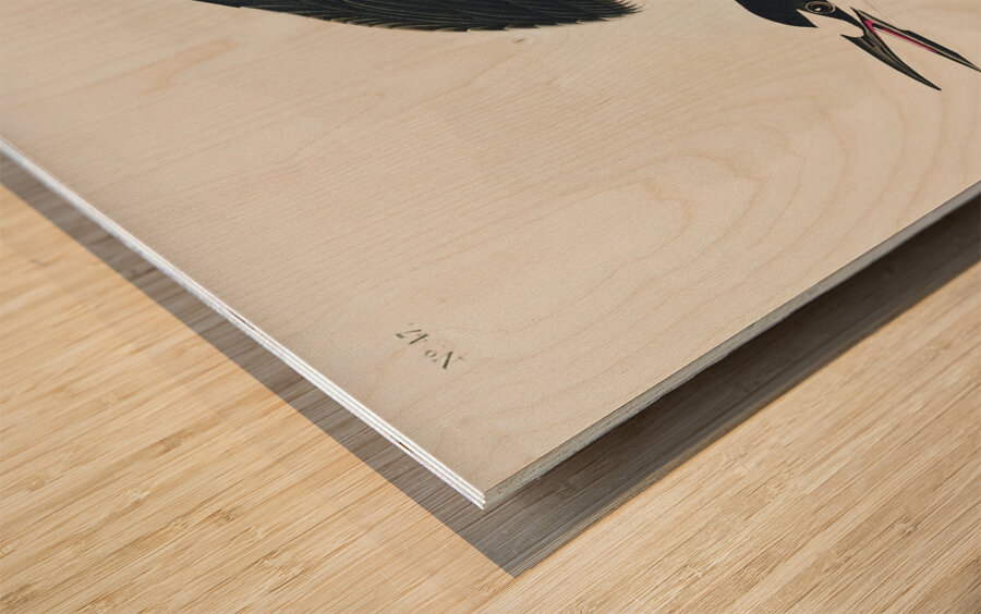 White-bellied Swallow Wood print