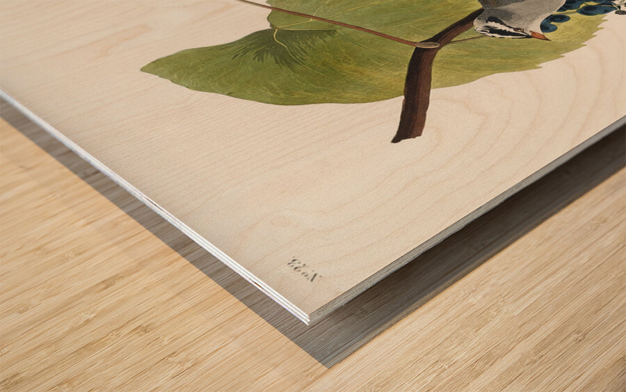 White-crowned Sparrow Wood print