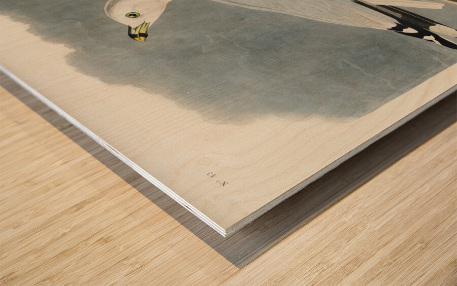 Common American Gull Wood print