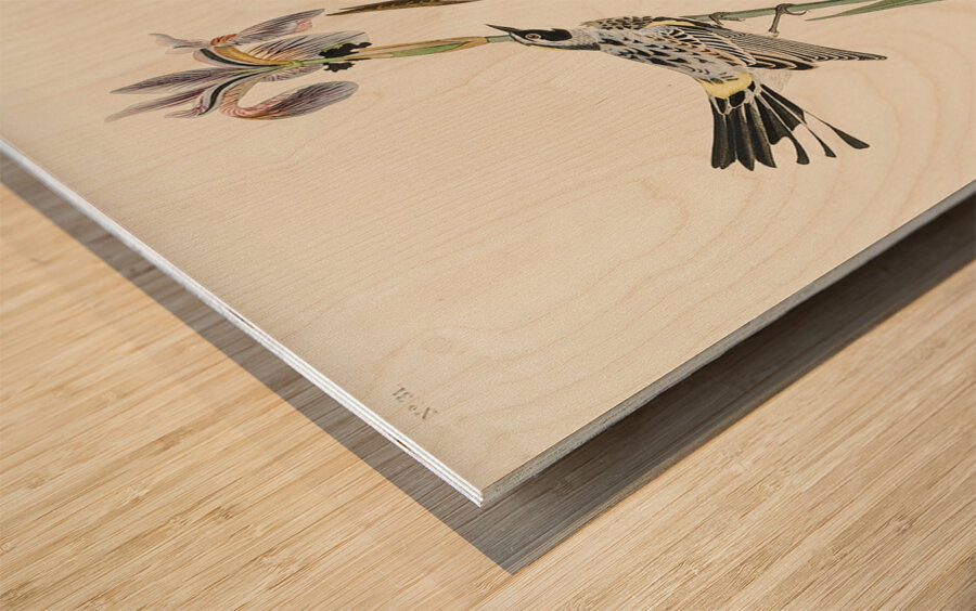 Yellow-crown Warbler Wood print