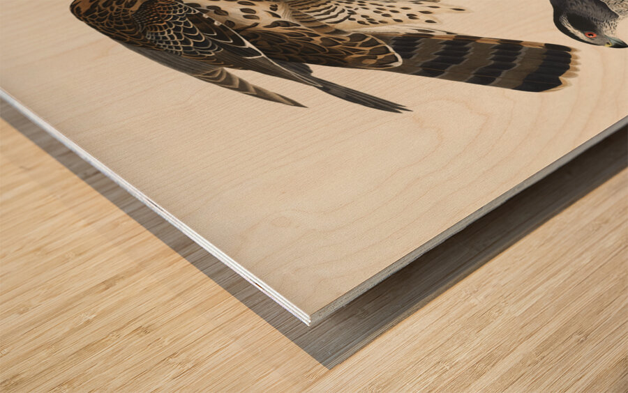 Goshawk and Stanley Hawk Wood print