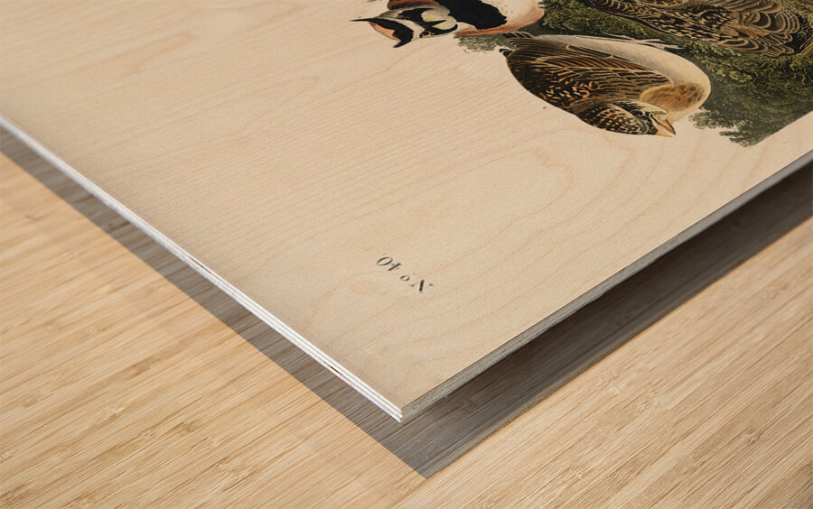 Shore Lark Wood print