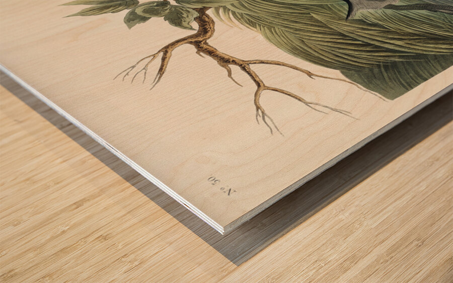 American Pied-billed Wood print