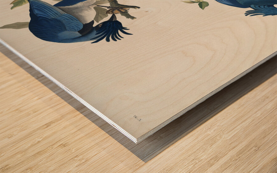 American Pied-billed Wood print