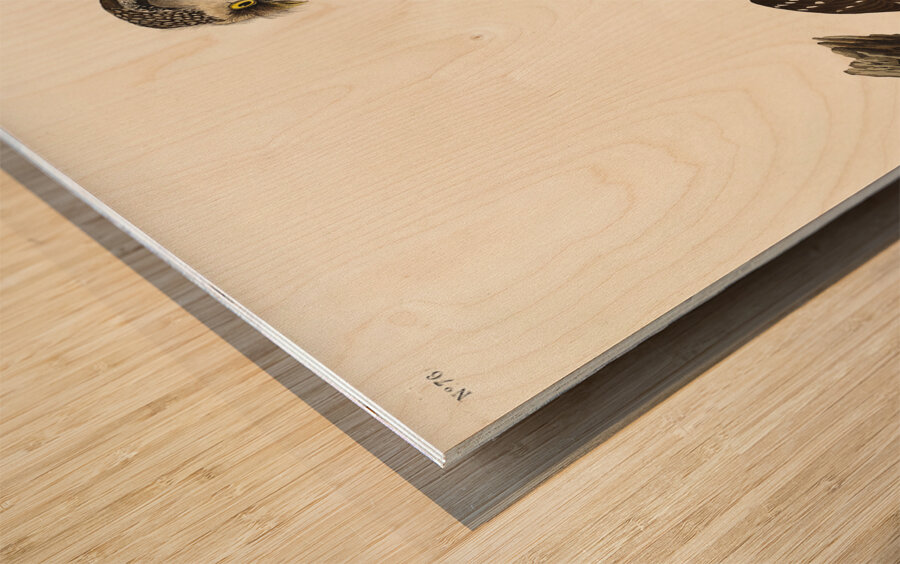 Tengmalms Owl Wood print