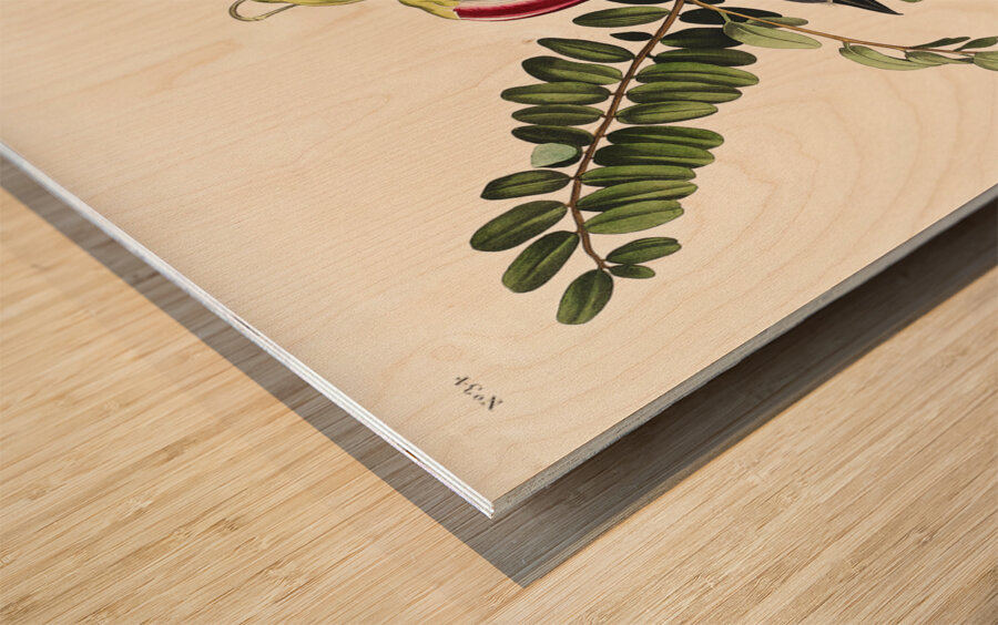 Piping Flycatcher Wood print