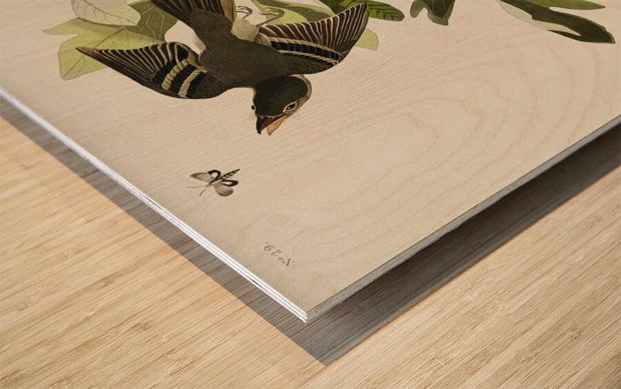 Small Green Crested Flycatcher Wood print