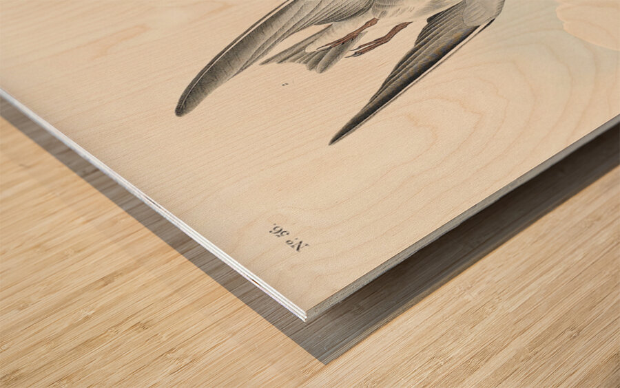 Black Tern Wood print