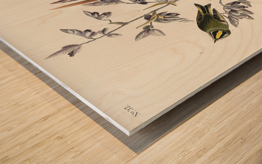 American Golden crested-Wren Wood print