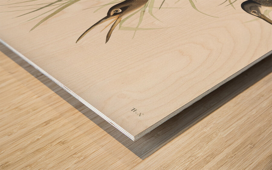 Salt Water Marsh Hen Wood print