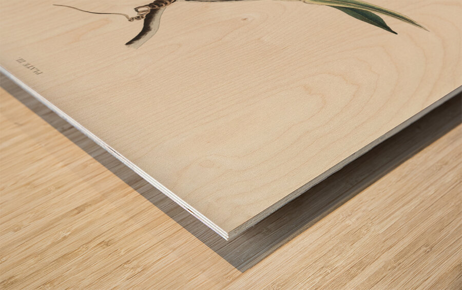 Prothonotary Warbler Wood print