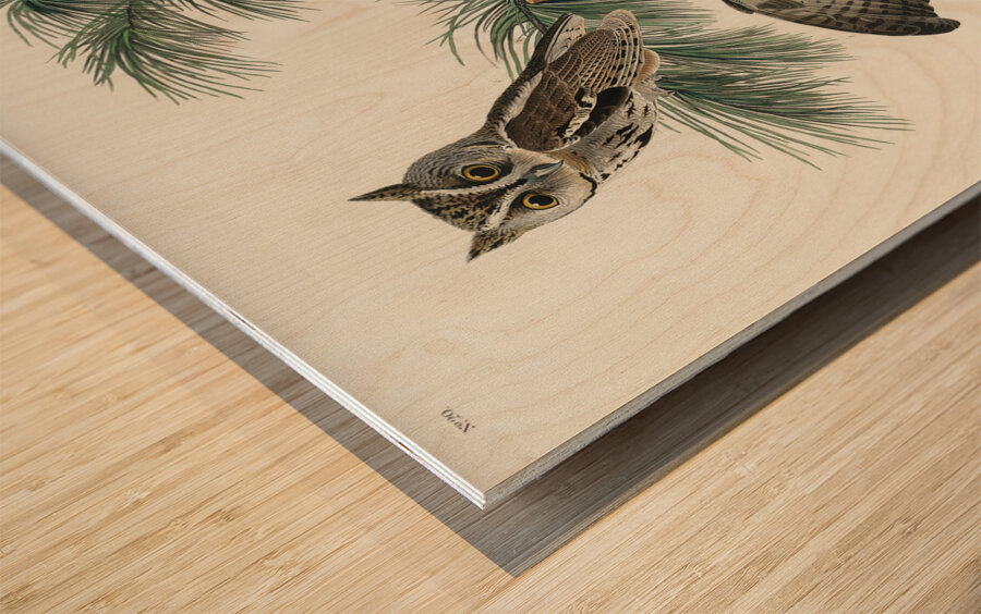 Little Screech Owl Wood print