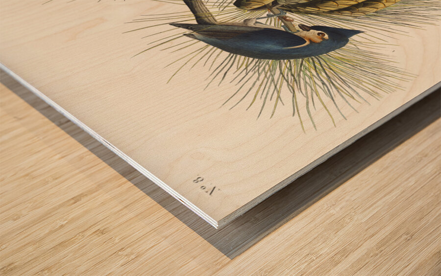 Crested Titmouse Wood print