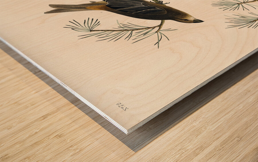 Pine Grosbeak Wood print