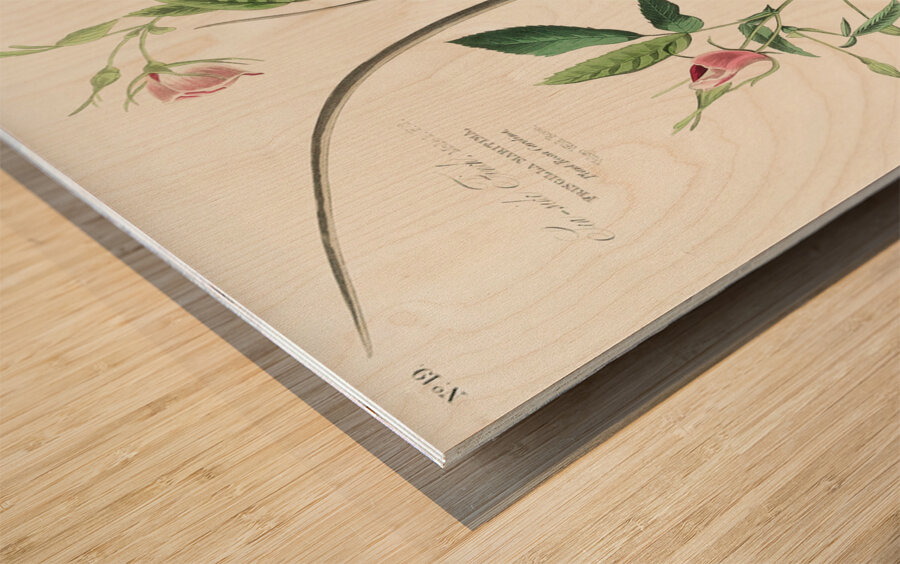 Seaside Finch Wood print