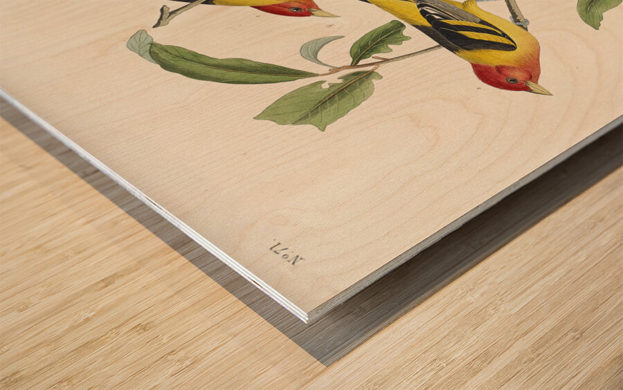 Louisiana Tanager and Scarlet Tanager Wood print