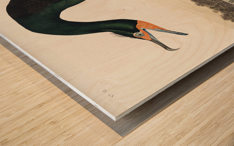 Florida Cormorant Wood print