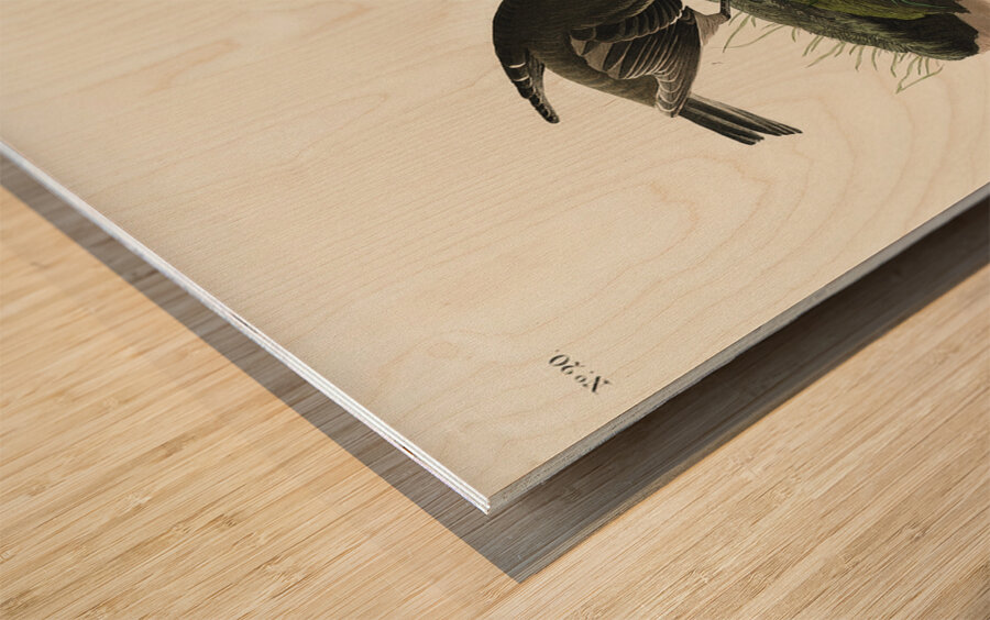 Cow-pen Bird Wood print