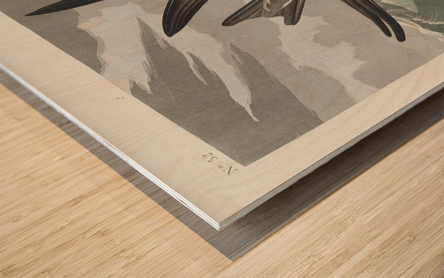 Fork-tailed Petrel Wood print