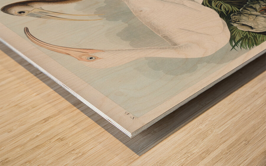 White Ibis Wood print