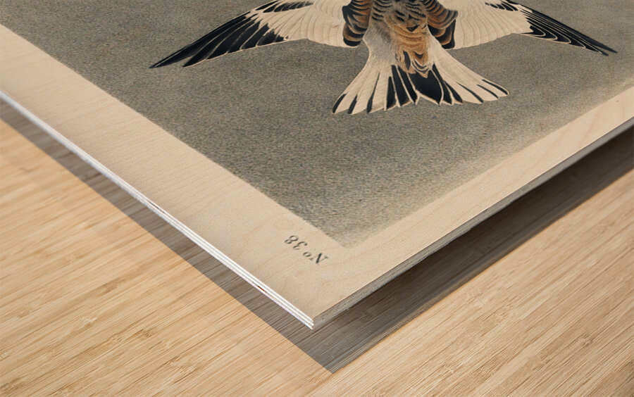 Snow Bunting Wood print